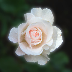 Le thème de la semaine! This week's theme!: Pink Rose
