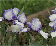 Iris 'Jenny Grace'