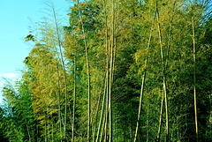Bamboo_15 Bamboo_15