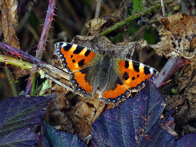 Kleine Vos ,Aglais urticae