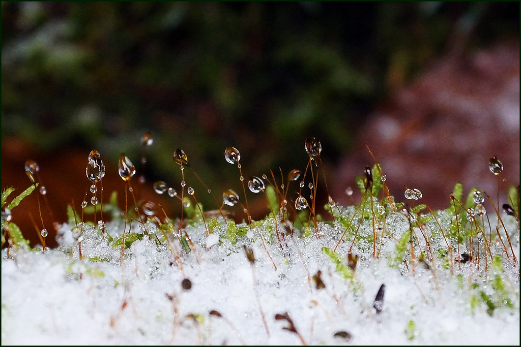 Winterwald