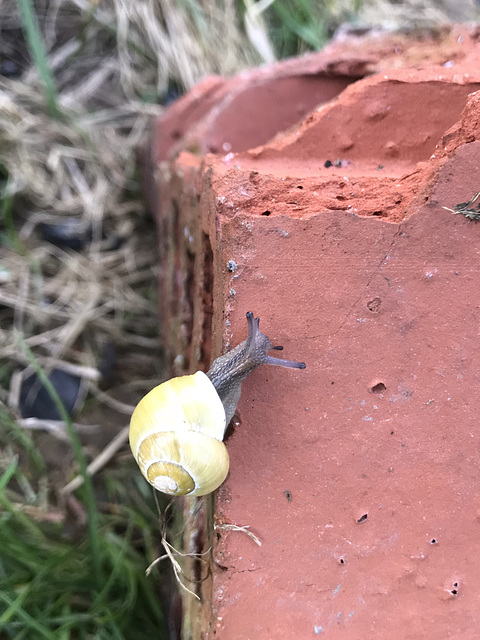 pretty Belgian snail