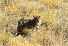 Coyote