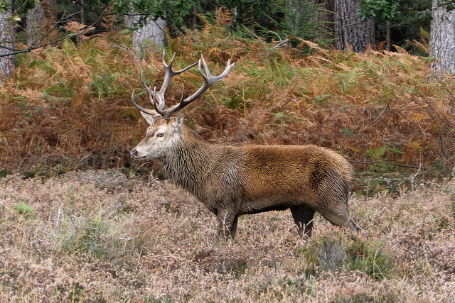 Red Stag