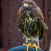 Cheshire Falconry18