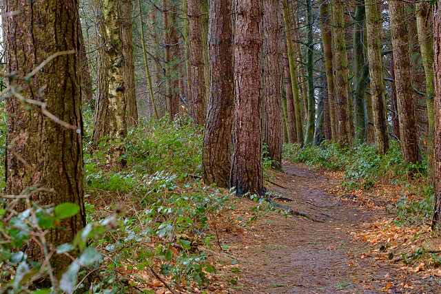 the path through the Pines