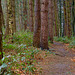 the path through the Pines