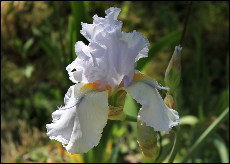 Iris Galaxie du Barry (4)