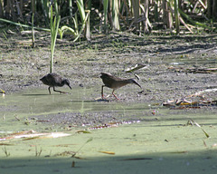 râle de Virginie et fils / Virginia rail and son