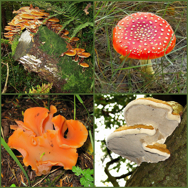 Broxa Forest Mushrooms