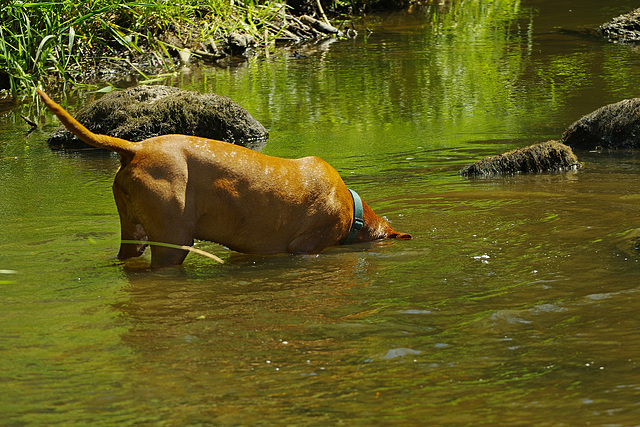 Fischgebrauchshund