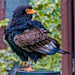 Cheshire Falconry19