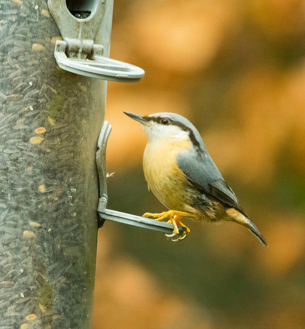 Nuthatch (17)