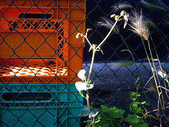 Latte Maremma fence (Pip)