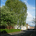 Albert Street birch