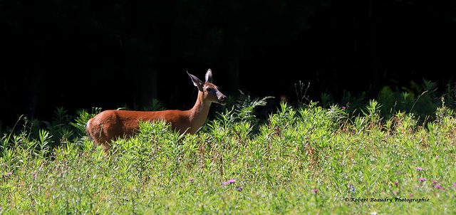 Petite biche