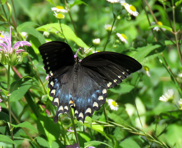 ipernity: Spicebush Swallowtail (Papilio troilus) - by Doerthe