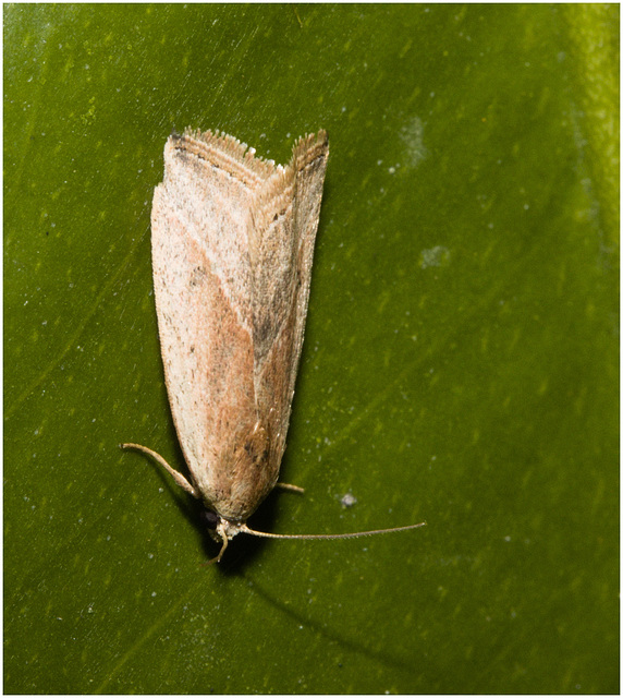 IMG 9557 Moth