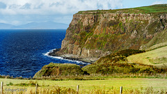 Headland Cows!