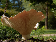 Massive Fungi