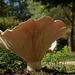 Massive Fungi Massive Fungi