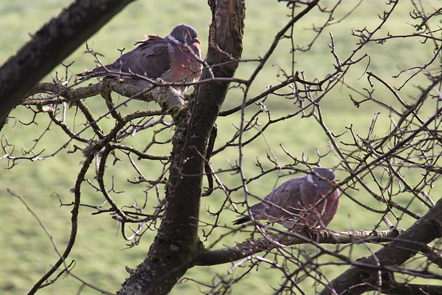 Wood Pigeons