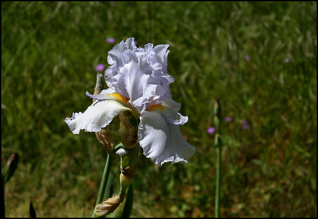 Iris Galaxie du Barry