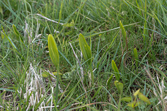 Ophioglossum spec. - 2016-04-25_D4 _DSC6662