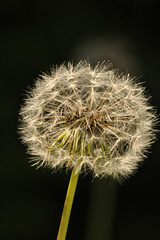 may dandelion DSC 4322