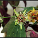 Passiflora 'Sunburst' (1)