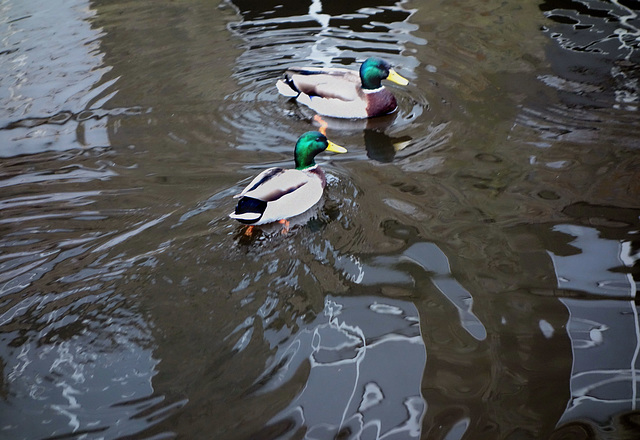 Reflections & ripples.