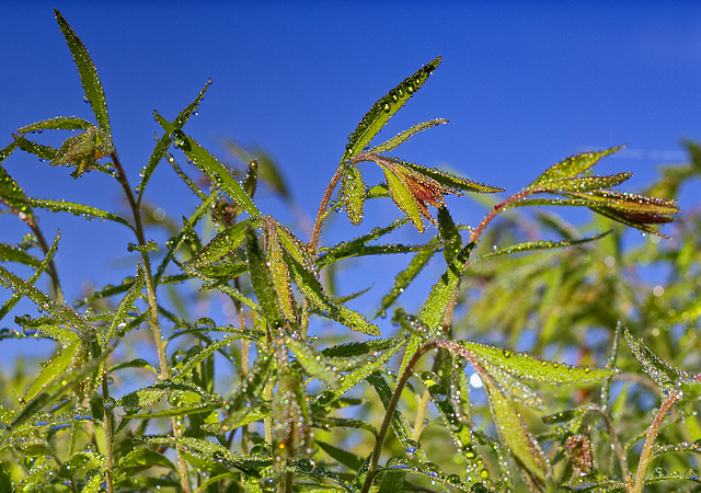 Rosée du matin.