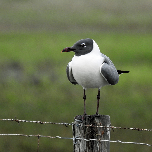 Day 2, Laughing Gull / Leucophaeus atricilla