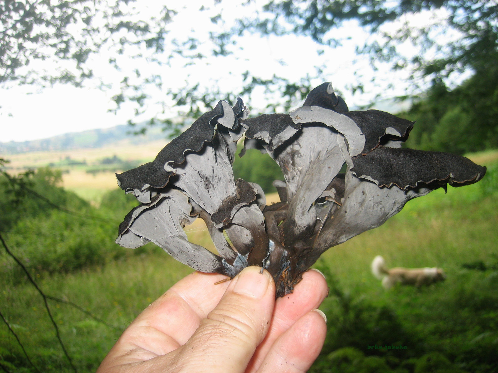 Craterellus cornucopioides