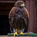 Cheshire Falconry21