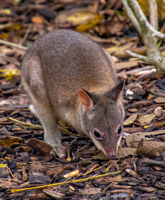 Dusky pademelon joey just out of the pouch..