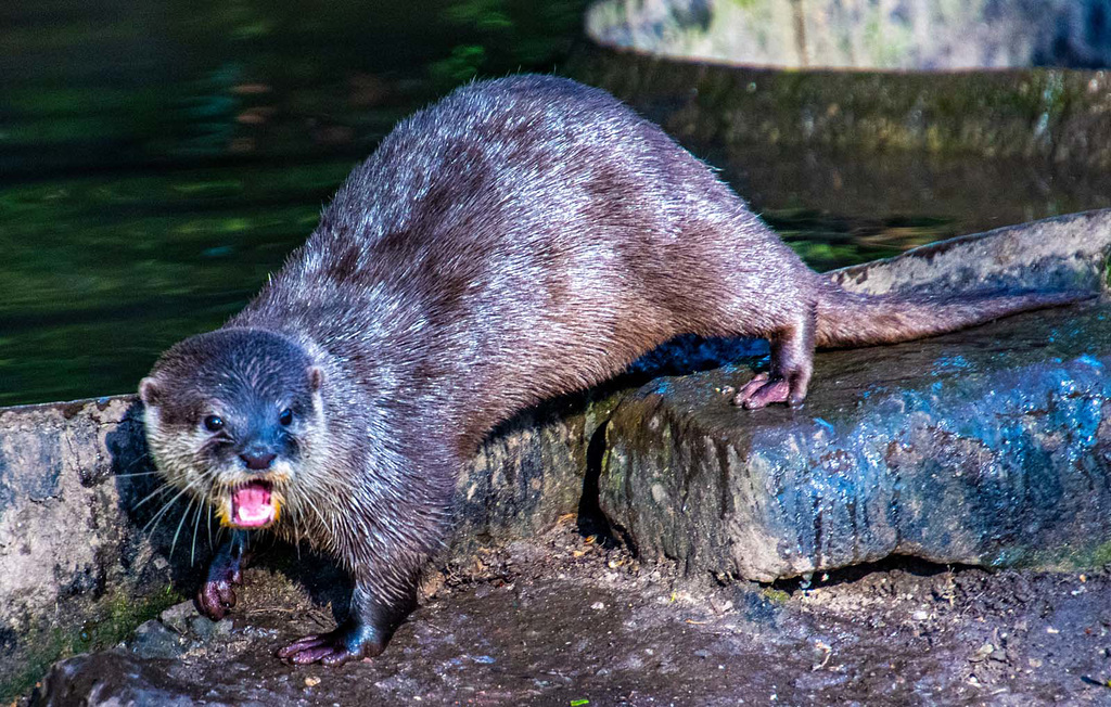 Short clawed otter