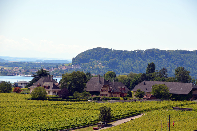 Rebgut der Statdt Bern in La Neuveville am Bielersee