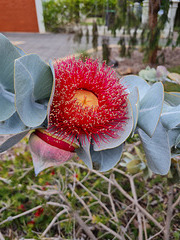 Eucalyptus  macrocarpa