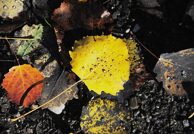 Blatt m Wassertropfen