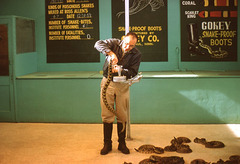 Rattlesnake Milking Demonstration at Ross Allen's Reptile Institute, Silver Springs, Florida, 1960s