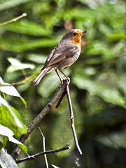 The robin equilibrist