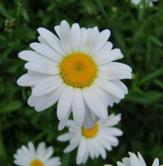 Marguerite à effeuiller...
