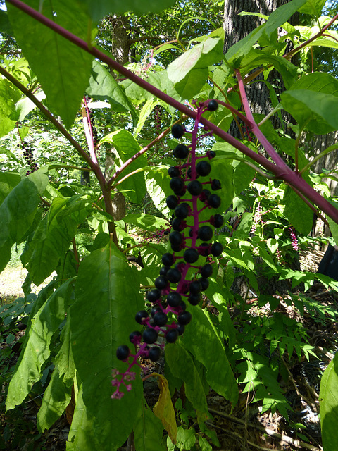 blaue Beeren