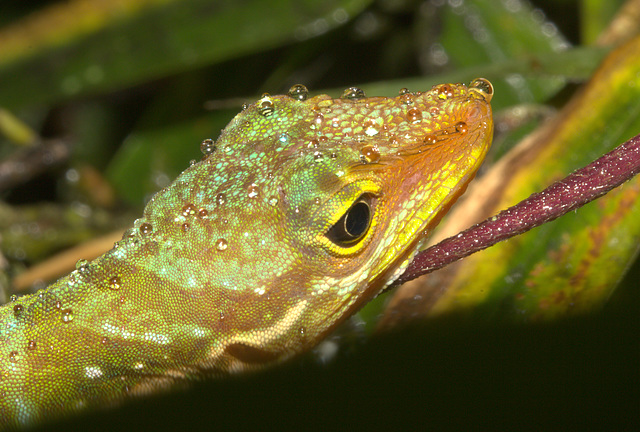 IMG 7144Lizard