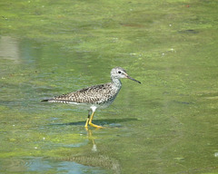 petit chevalier à pattes jaunes / lesser yellowlegs