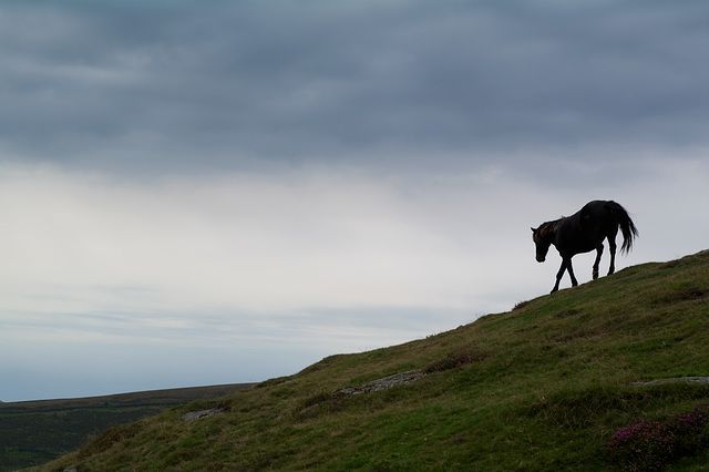 Dartmoor