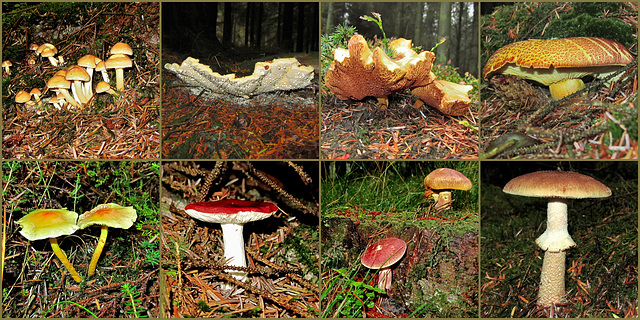 Wykeham Forest Mushrooms