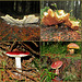 Wykeham Forest Mushrooms