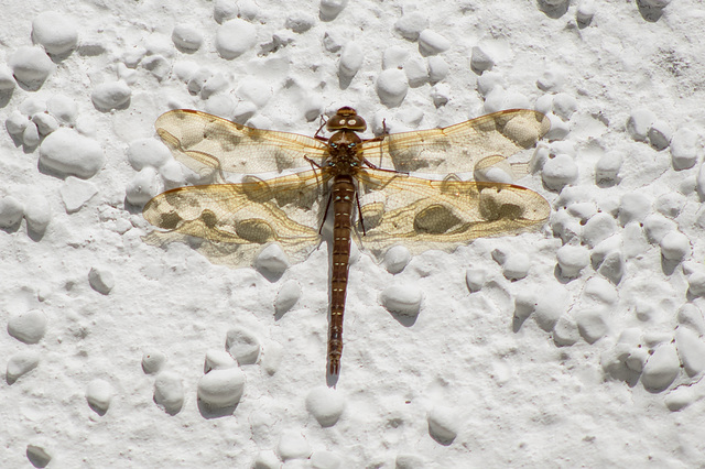 Brown Hawker on White